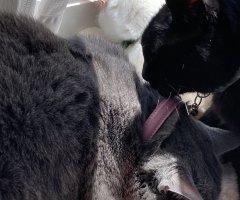 猫写真