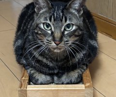猫写真