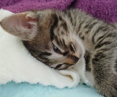 猫写真