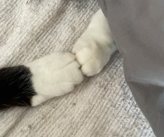 猫写真
