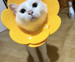 猫写真