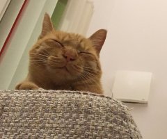 猫写真