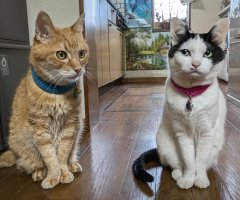 猫写真