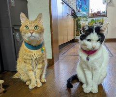 猫写真