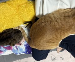 猫写真