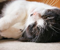 猫写真