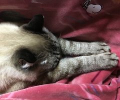 猫写真