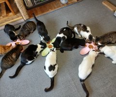 猫写真