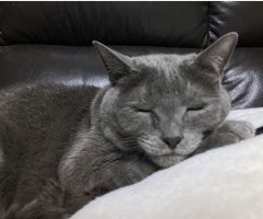 猫写真