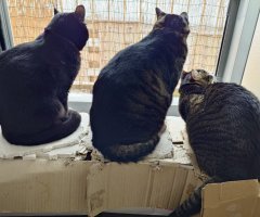 猫写真