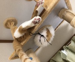 猫写真