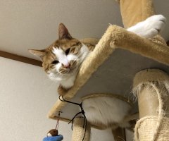 猫写真