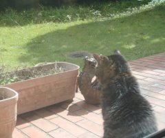 猫写真