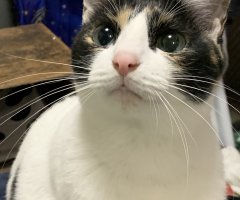 猫写真