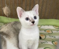 猫写真