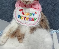 猫写真