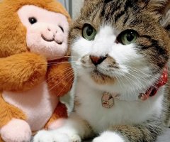 猫写真