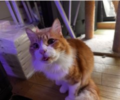 猫写真