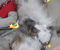 猫写真