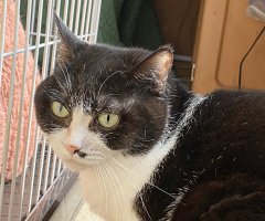 猫写真