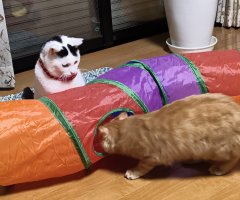猫写真