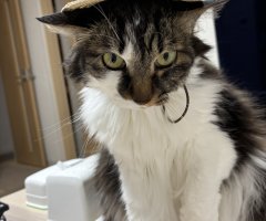 猫写真