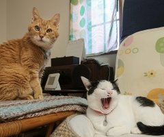 猫写真