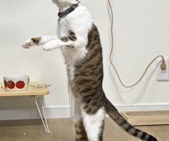 猫写真