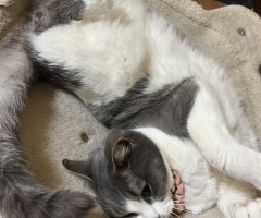 猫写真