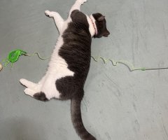 猫写真