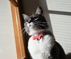 猫写真