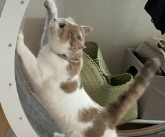 猫写真