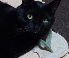猫写真