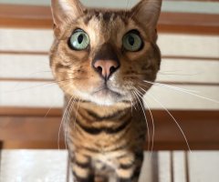 猫写真