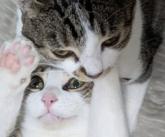 猫写真