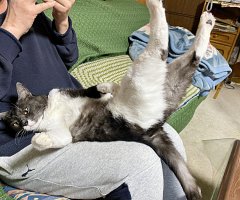 猫写真