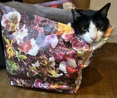 猫写真