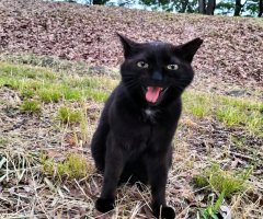 猫写真