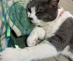 猫写真