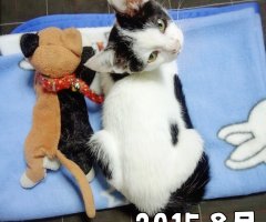 猫写真