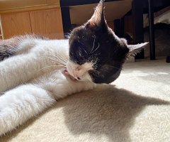猫写真