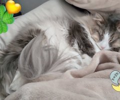 猫写真