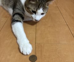 猫写真
