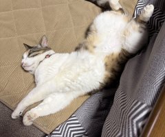 猫写真