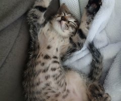 猫写真