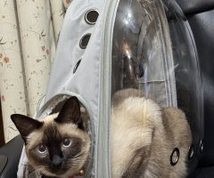 猫写真