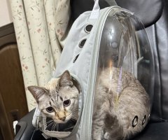 猫写真