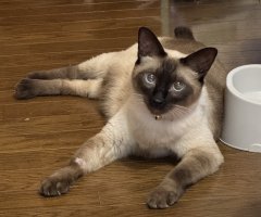 猫写真