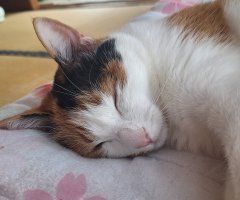 猫写真