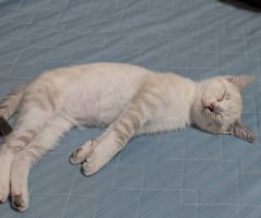 猫写真